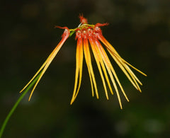 Bulbophyllum hirundinis SPECIES FLASK