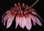 Bulbophyllum longiflorum 'Red'
