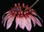 Bulbophyllum longiflorum 'Red'