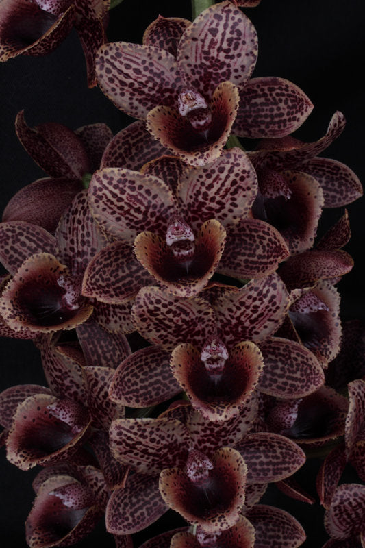 Catasetum Fdk. After Dark 'Baker's Black' Main image