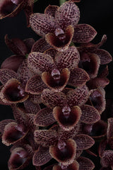 Catasetum Fdk. After Dark 'Baker's Black'