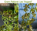 Pack Of 5 Grammatophyllum Seedlings
