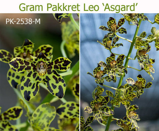 Grammatophyllum Pakkret Leo 'Asgard' (mericlone)