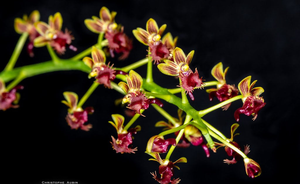 Phalaenopsis difformis (RARE SPECIES)