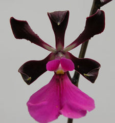 Catt. Gene May Southern Cross x Encylia Cordigera Dark