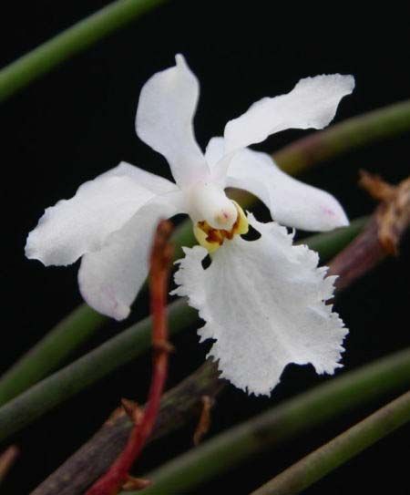 Holcoglossum Subulifolium Main image