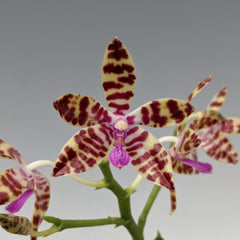 Phalaenopsis mariae (HARD TO FIND SPECIES)