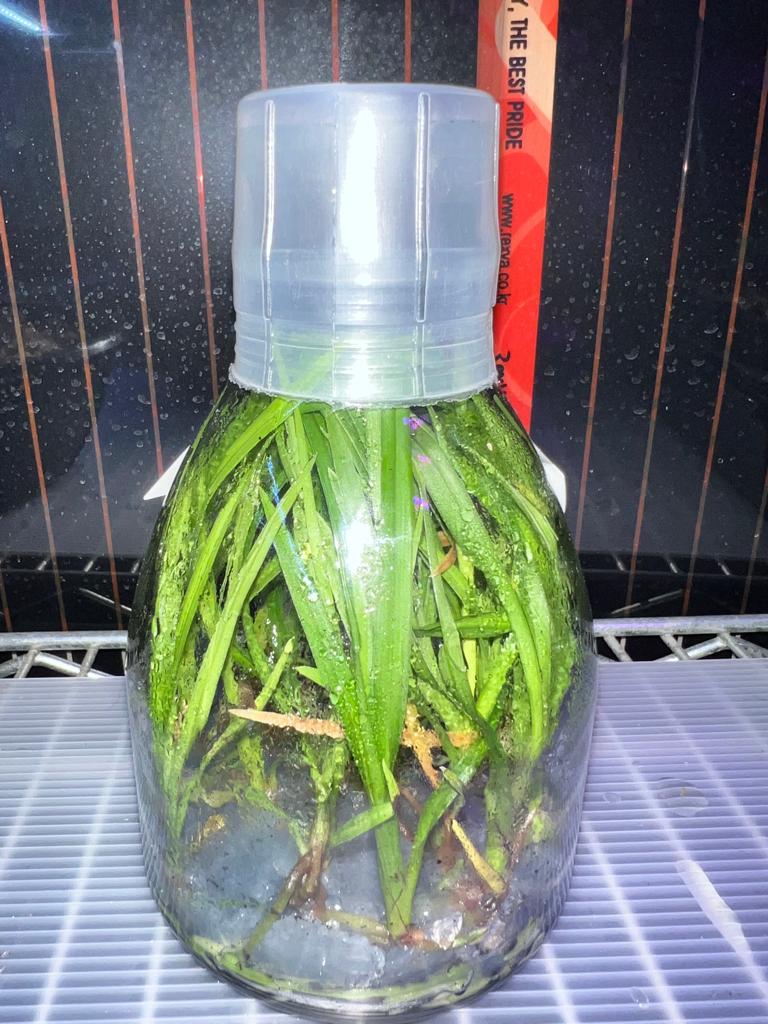 TOP FLASK - Cymbidium [(Great Flower x Goeringii 'Chuen Huei') x Sinense 'Yang Lao'] Secondary image