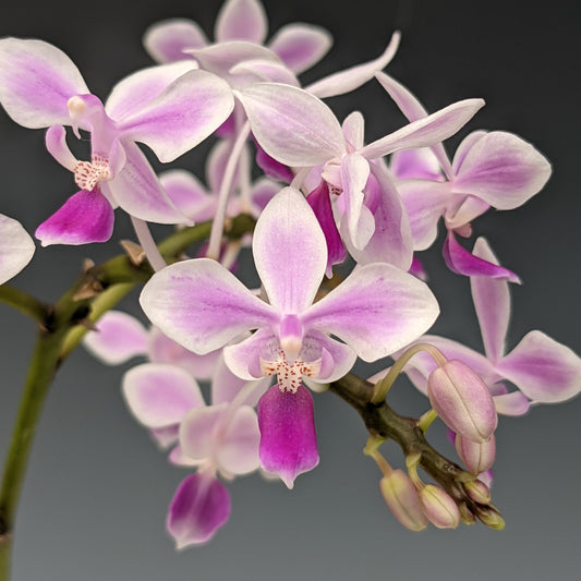 Phalaenopsis equestris var. rosea