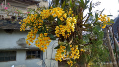 Fragrant Crusotoxum Var. Suavissimum (Golden Bow Dendrobium)