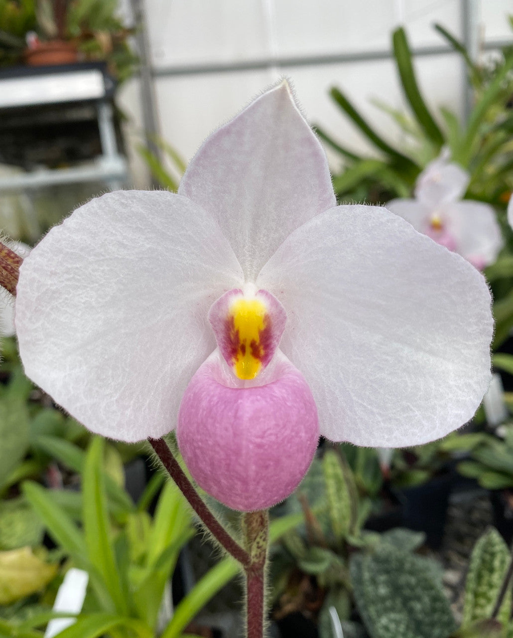 Paphiopedilum delenatii (MOTTLED SPECIES FROM VIETNAM)