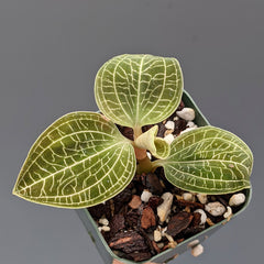 Anoectodes Charlotte's Web (Jewel Orchid)
