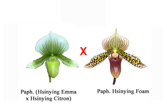 Paphiopedilum (Hsinying Emma x Hsinying Citron) x Hsinying Foam