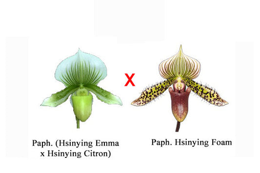 (IN FLOWER BUD) Paphiopedilum (Hsinying Emma x Hsinying Citron) x Hsinying Foam