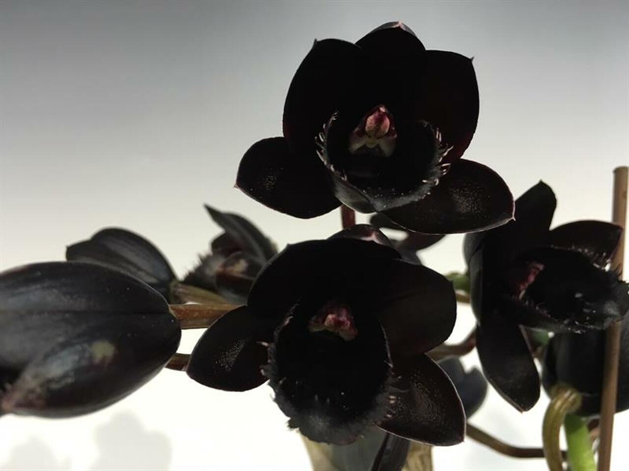 Flask - Fredclarkeara After Dark 'SVO Black Pearl' Main image