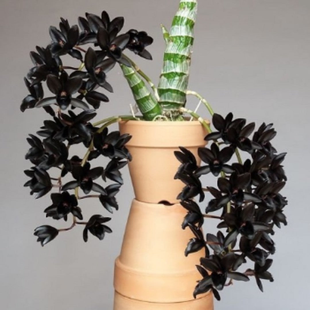 Pack of 4 Catasetum Varieties (SPECIAL!!!) Main image