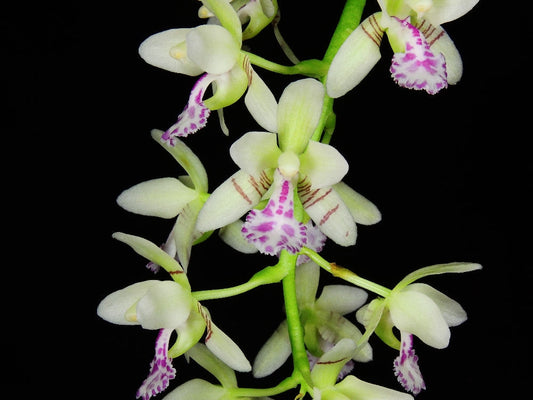 Sedirea Japonica (Fragrant Species From Japan)