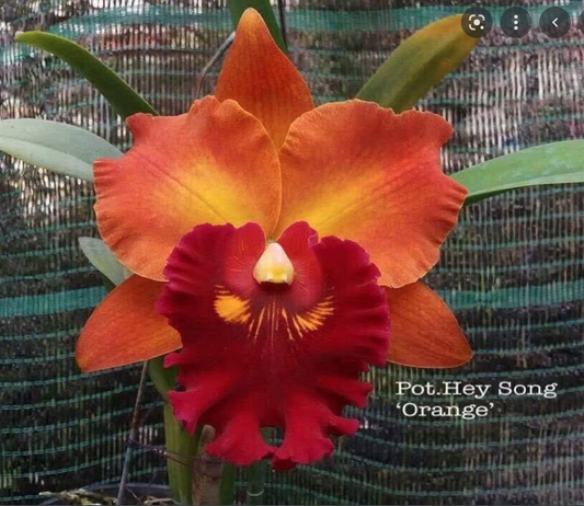 Rlc. Hey Song Orange  (Fragrant)