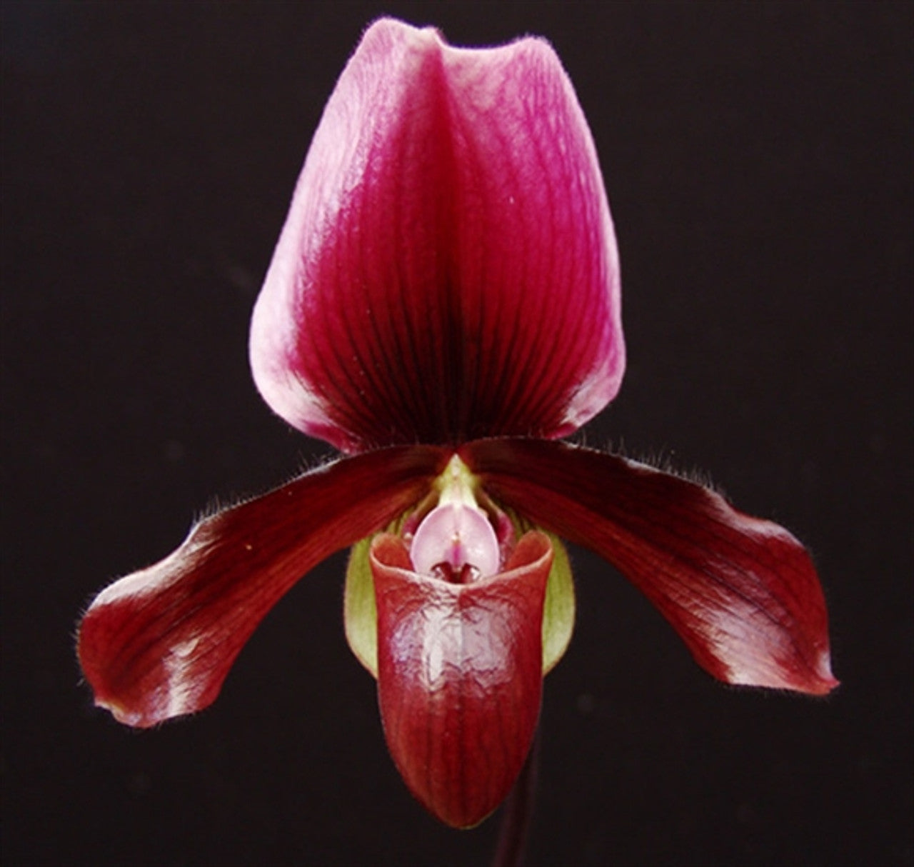 (IN FLOWER BUD) Paphiopedilum Hsinying love X Charlesworthii 'Bordeaux' Secondary image