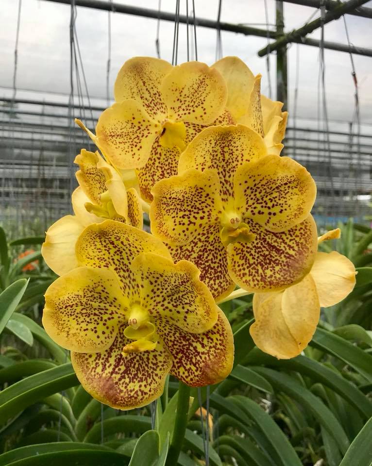 V. lamellata x V. Varut Leopard Secondary image