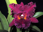 Rlc. Ploenpit Glory x Chia Lin (Beautiful Hybrid)