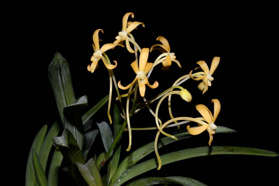 Vanda Moonlight Firefly (Fragrant) Main image