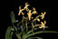 Vanda Moonlight Firefly (Fragrant)