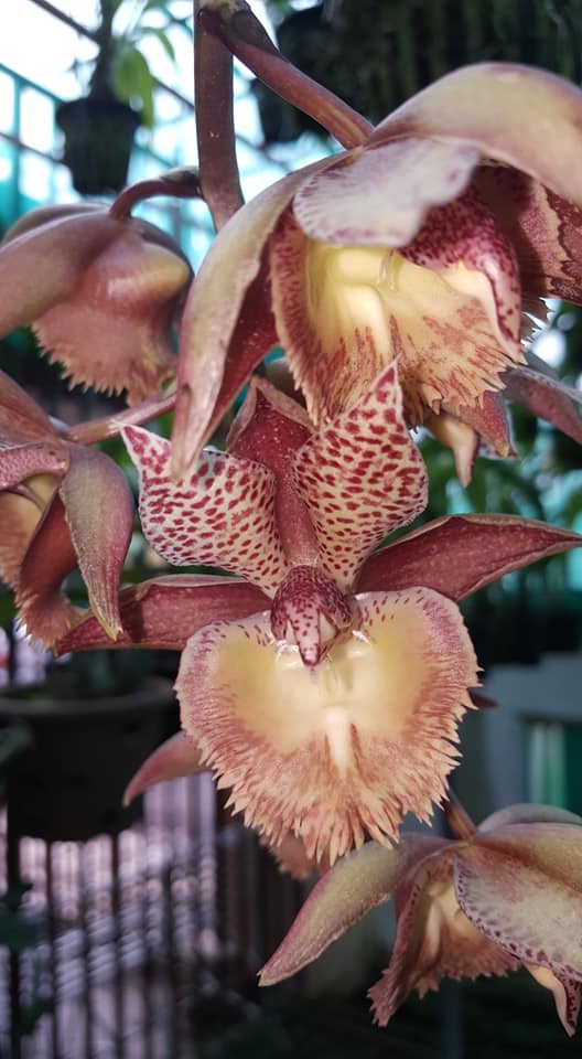 TOP Fredclarkeara Saturn Sky 'Brown' X Catasetum Penang 'Ulisses'
Fredclark