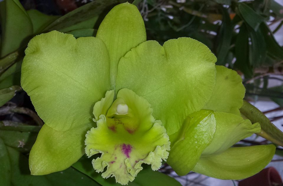 TOP - Rlc. Three Suns X Rlc. Sung Ya Green (Green Hybrid) Secondary image