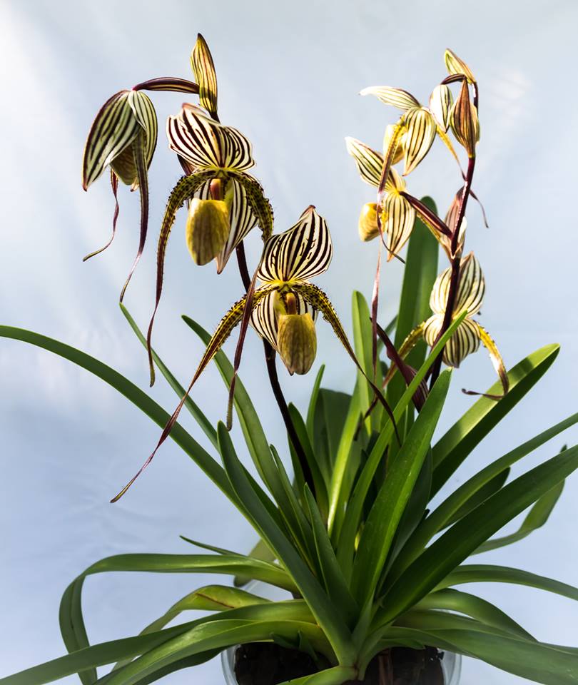 Paphiopedilum Glanduliferum X Paph. Saint Swithin Main image