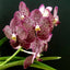V. Chantra x V. Kulvadee