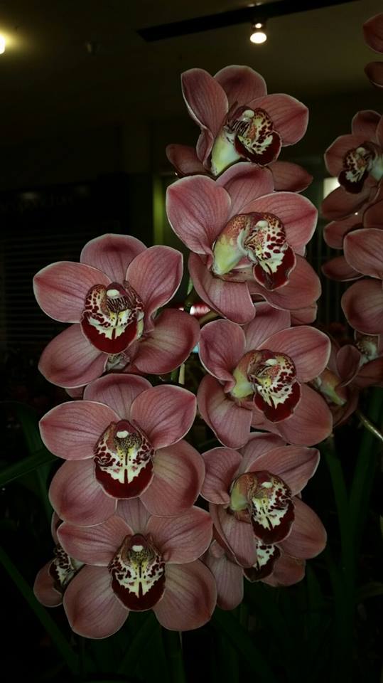 Cymbidium Kimberley Pass 'Tahila' X Cym. Spicy Khan 'Comet' Main image