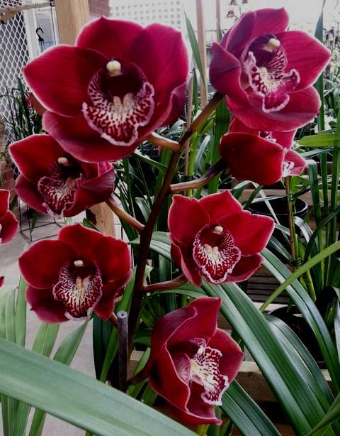 Cymbidium King Khan Main image