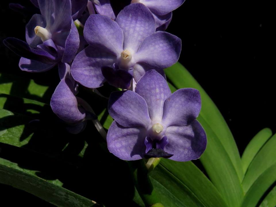 Ascocenda Laksi 'Red' x Vandachostylis Thailand (FLOWERING SIZE) Secondary image