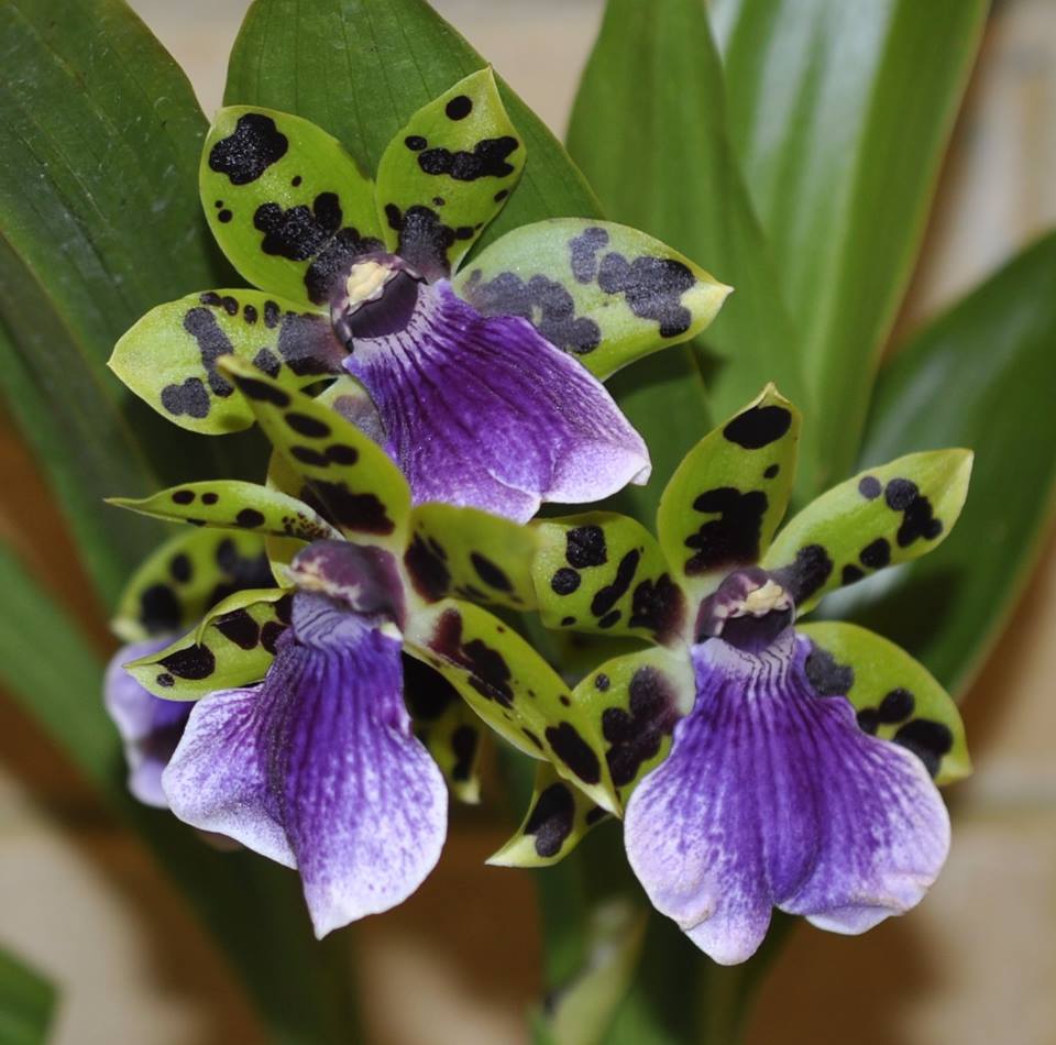 Zygopetalum Freestyle Meadows 'Mountain View' X Zygo Kiwi 'Aussie Stripes' Main image