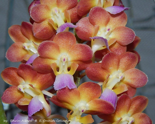 Vanda Rhynchorides Bangkok Sunset (Fragrant)