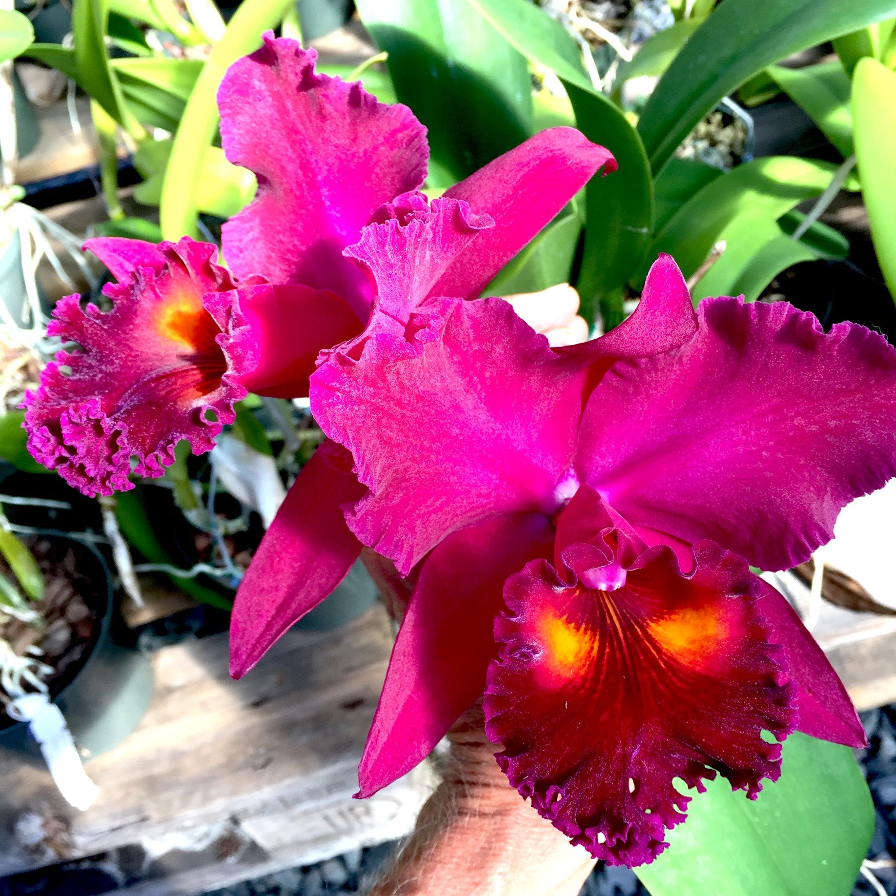 Rlc. Sanyung Ruby (Fragrant) Main image