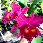 Rlc. Sanyung Ruby (Fragrant)