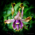 Dendrobium Budiono Lamtoro (Dendrobium violaceoflavens × Dendrobium lasianthera)