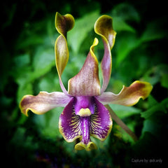 Dendrobium Budiono Lamtoro (Dendrobium violaceoflavens × Dendrobium lasianthera)