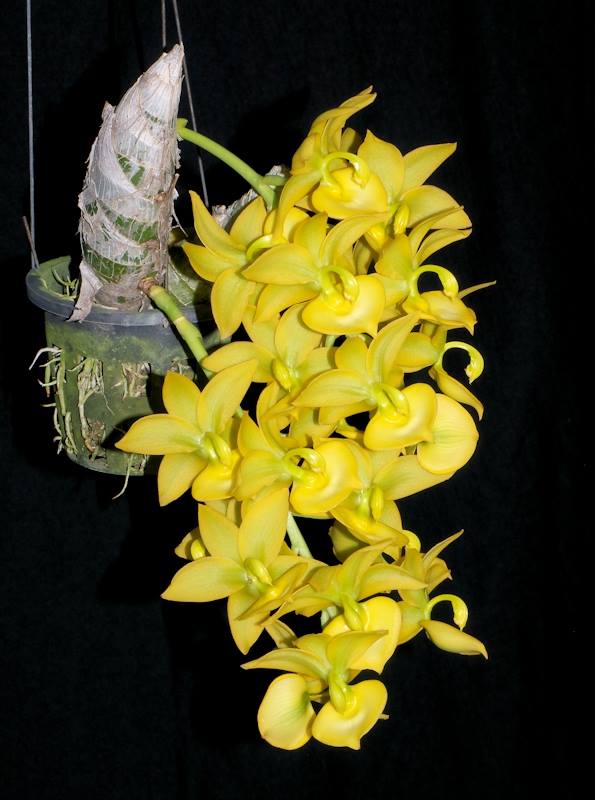 TOP Cycnodes Jumbo Puff ( Fragrant ) Main image