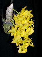 TOP Cycnodes Jumbo Puff ( Fragrant )