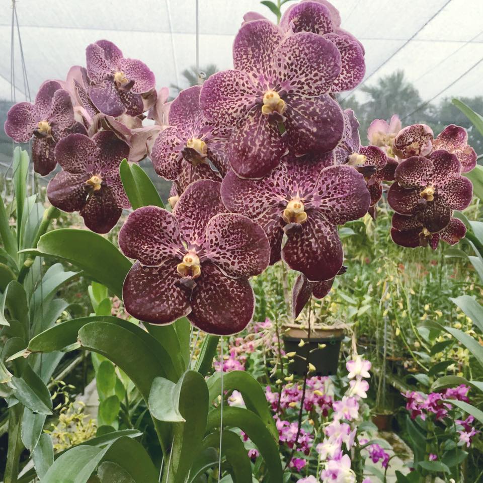 Vanda Gordon Dillon x Vanda Pitpreecha (BLOOMING SIZE)