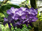 V. Duang Kaew x Vandachostylus Thailand Blue
