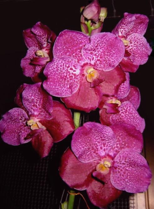 Vanda Wirat x Dr. Anek ( FLOWERING - IN SPIKE!)