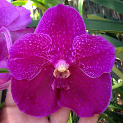 Vanda Dr Anek x Vanda Kultana Brown (IN BUDS - FLOWERING SOON)