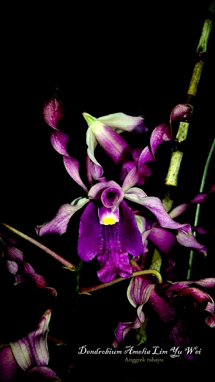 Dendrobium Amelia lim yu wei x lasianthera