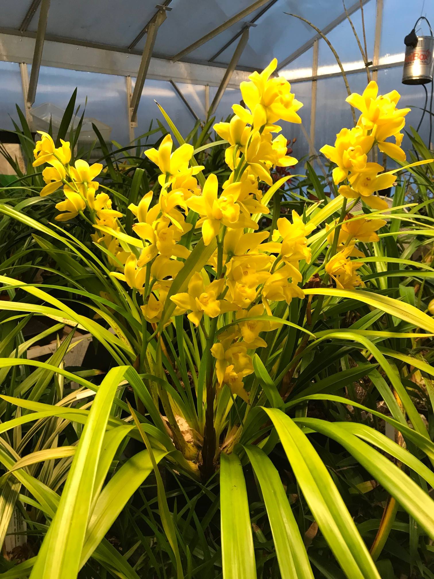 (Flowering Now) Cymbidium Summer pearl Early Bird X Golden Elf