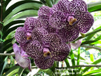 TOP - Vanda Kulwadee Fragrance #27