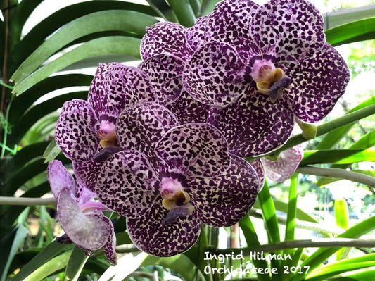 TOP - Vanda Kulwadee Fragrance #27